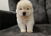 Yavru chow chow